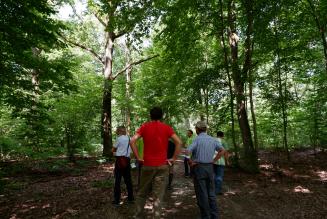 Nuova interpretazione per lo standard di Gestione Forestale FSC