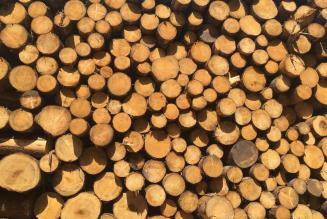 Dov’è finito tutto il legname?
