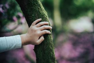 5 parole d’ordine della gestione forestale responsabile