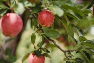 Food forests: cosa sono e perché sono importanti
