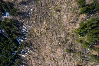 Vaia: un podcast per raccontare cosa è stato (e cosa sarà) di foreste e territori