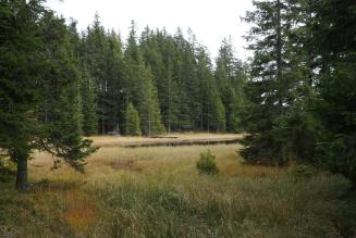 Pubblicata la nuova versione della Guida ai Servizi Ecosistemici (FSC-GUI-30-006 V1-1)