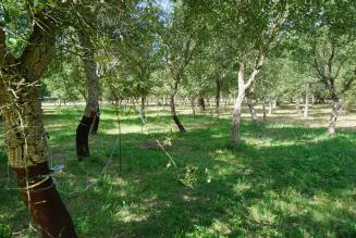 [CONSULTAZIONE] Certificazione di gestione forestale per l’Azienda Agricola Pianos (SS)