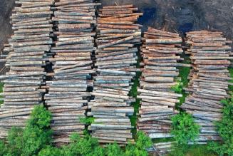 Il cammino dell’UE verso prodotti deforestation free