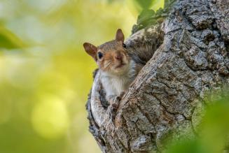Le foreste possono proteggerci da future pandemie?