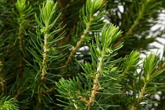 Anche questo Natale Compostiamoci Bene di IKEA Italia supporta le foreste