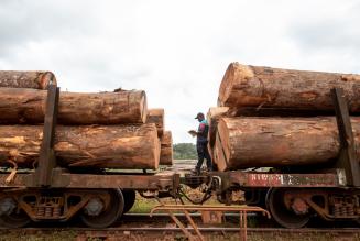 Un nuovo studio sull’approvvigionamento di legname tropicale sostenibile in Europa e il suo impatto sulle foreste