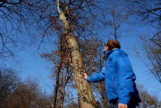 [CONSULTAZIONE] Revisione del documento FSC-PRO-30-006 Ecosystem Services Procedure: Impact Demonstration and Market Tools