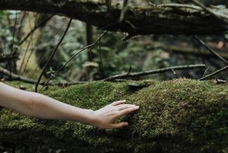 FSC unisce le forze con le maggiori organizzazioni ambientali europee