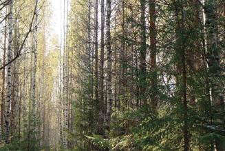 Niente materiale FSC dalla Russia e dalla Bielorussia fino al termine dell'invasione