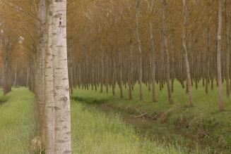 Nuovo audit di certificazione della Federazione Regionale Pioppicoltori del Friuli-Venezia Giulia