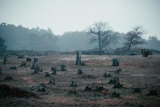 10 raccomandazioni per migliorare le nuove regole UE su prodotti deforestation-free