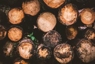 A Progetto Fuoco protagonista il settore forestale, elemento strategico di economia circolare