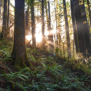 Tipi di certificazione di Gestione Forestale