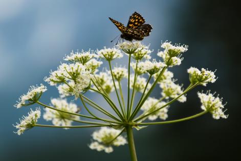 [CONSULTAZIONE] Piccoli cambiamenti a quattro Indicatori Generici Internazionali