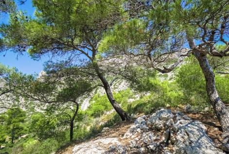 Dai il tuo contributo alla nuova edizione dello State of Mediterranean Forests