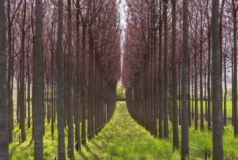 Nuova investigazione sulle catene di approvvigionamento della Paulownia