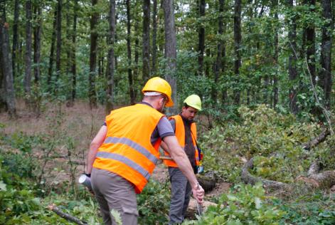 [CONSULTAZIONE] Documenti sul Legno Controllato FSC