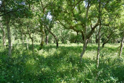 [CONSULTAZIONE] Comune di Alà dei Sardi (SS)