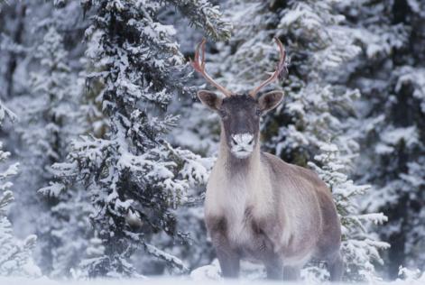 Cinque modi con cui abbiamo protetto foreste e persone nel 2022