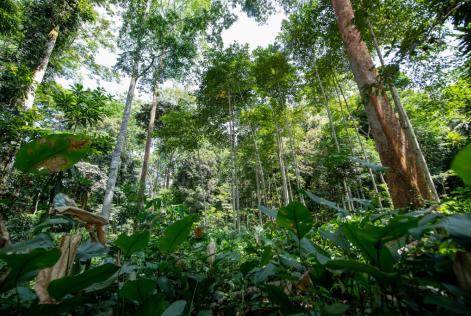 FSC accoglie con favore il nuovo regolamento anti-deforestazione UE