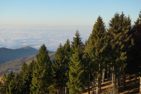 4 hot topic forestali per il 2023