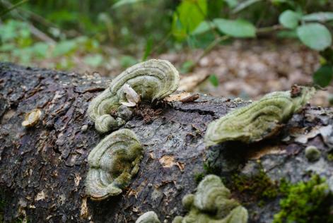 Una nuova iniziativa mondiale accelera le valutazioni sulla biodiversità nelle foreste FSC