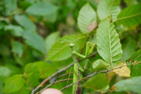 [CONSULTAZIONE] Revisione della Procedura sui Servizi Ecosistemici FSC