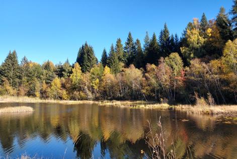 Chiusa la consultazione online sulla seconda bozza dello standard nazionale di Gestione Forestale FSC