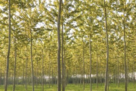 [CONSULTAZIONE] S. Alessandro S.S.