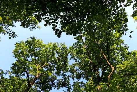 Pubblicata la revisione dei criteri di ammissibilità SLIMF e Community Forest.jpg