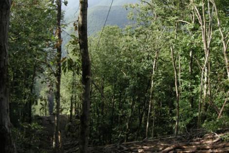 [CONSULTAZIONE] Azienda agricola forestale Orlandini Antonio (PT)