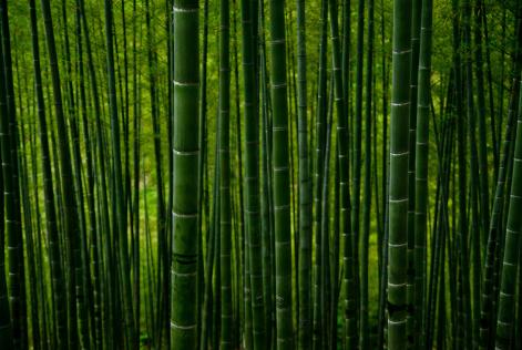 Potenziali rischi identificati nelle filiere del bambù FSC