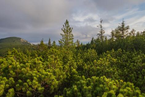 Nuove sfide per il settore forestale in Ucraina.jpeg