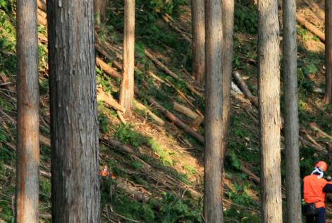 Esteso il periodo di transizione per la Nota d’Avviso sulla valutazione dei terzisti rispetto ai requisiti fondamentali del lavoro FSC