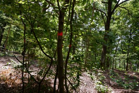 [CONSULTAZIONE] Comune di Torino