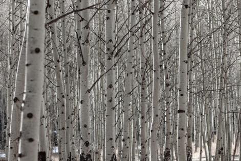 Nuovo ciclo di verifica delle transazioni sul compensato di betulla