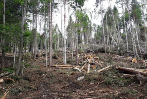 Cinque anni da Vaia: una giornata di studi a Enego (VI)