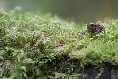 [WEBINAR] Modelli di circolarità nello schema FSC