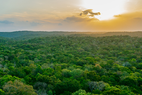 Il Consiglio Internazionale di FSC avvia la ricerca di un nuovo Direttore Generale