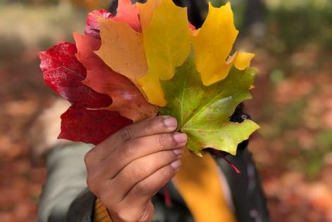 Gli effetti del climate change sul foliage