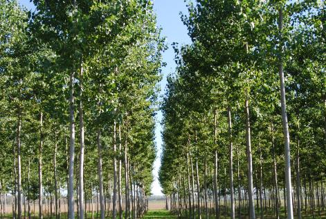 [CONSULTAZIONE] Agenzie Agricole Di Torviscosa (UD)