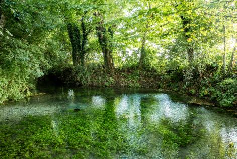 FSC aderisce alla piattaforma UE degli stakeholder forestali