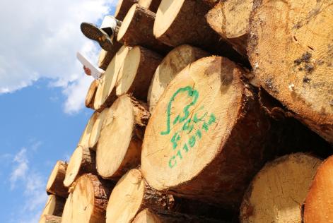 Pubblicate alcune nuove interpretazioni sulla Catena di Custodia FSC