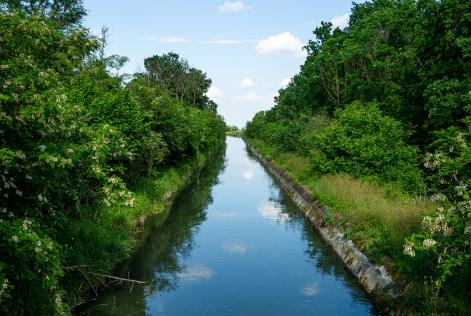 Come la finanza sostenibile può sostenere la biodiversità forestale