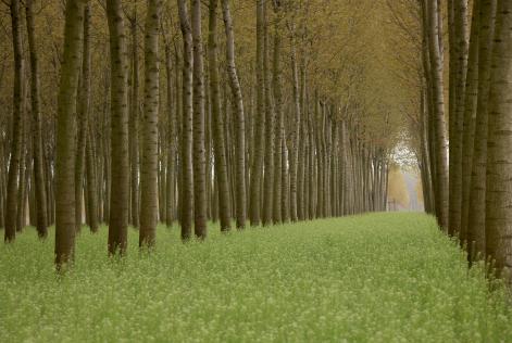 Aggiornata la lista FSC dei pesticidi altamente pericolosi