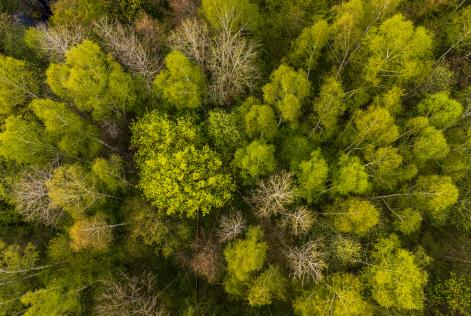 Una pubblicazione sulle foreste del futuro