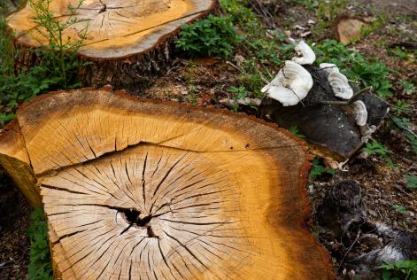 Nuovi materiali per semplificare il percorso di conformità delle aziende all’EUDR