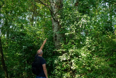 FSC Italia al Forum sulla Bioeconomia delle Foreste di Legambiente