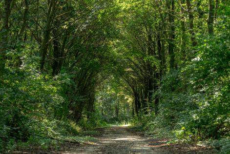 Quali sono i vantaggi della gestione forestale responsabile?